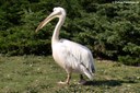 Pelecanus onocrotalus