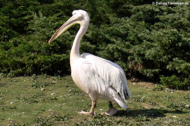 Pelecanus onocrotalus