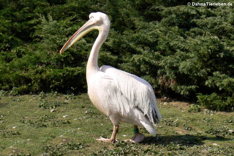 Rosapelikan (Pelecanus onocrotalus)