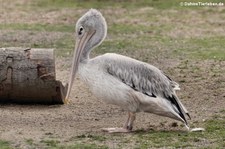 Rötelpelikan (Pelecanus rufescens) im Zoo Osnabrück