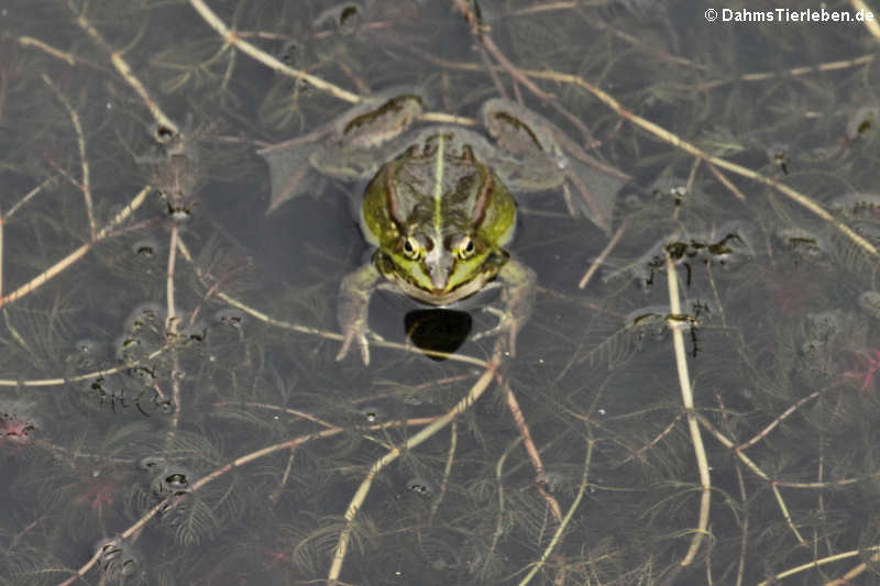 Pelophylax kl. esculentus