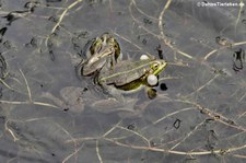 Teichfrösche (Pelophylax kl. esculentus) auf dem Gelände des Osnabrücker Zoos