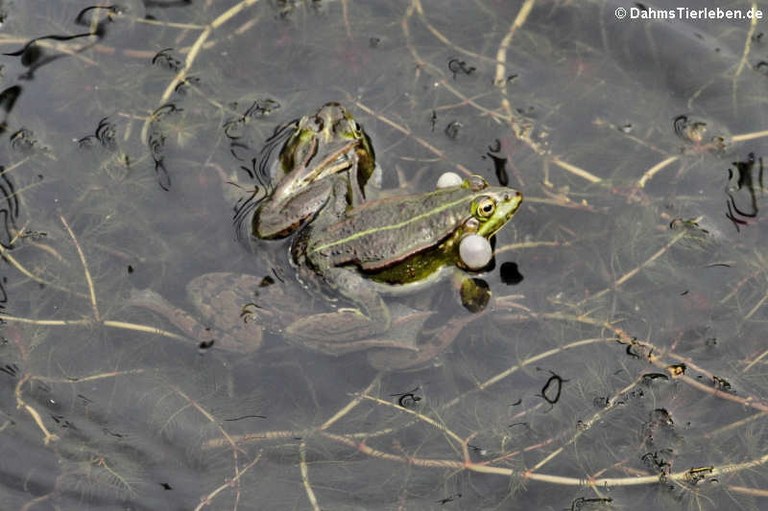 Pelophylax kl. esculentus