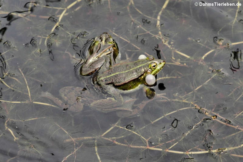 Pelophylax kl. esculentus