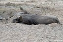 Phacochoerus africanus africanus