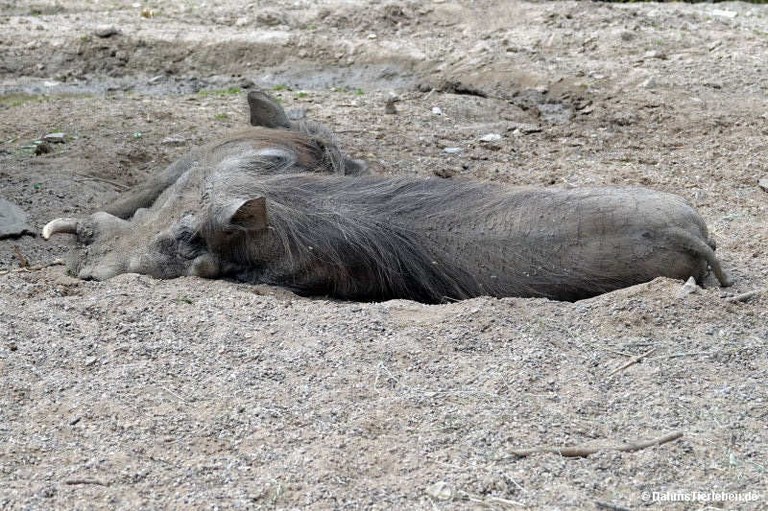 Phacochoerus africanus africanus