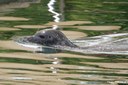 Phoca vitulina vitulina