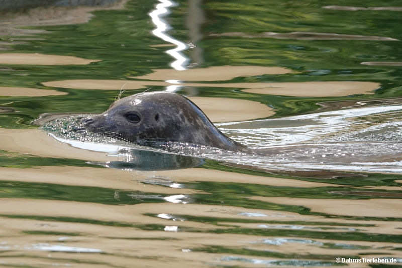 Phoca vitulina vitulina