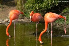 Kubaflamingos (Phoenicopterus ruber ruber) im Zoo Osnabrück