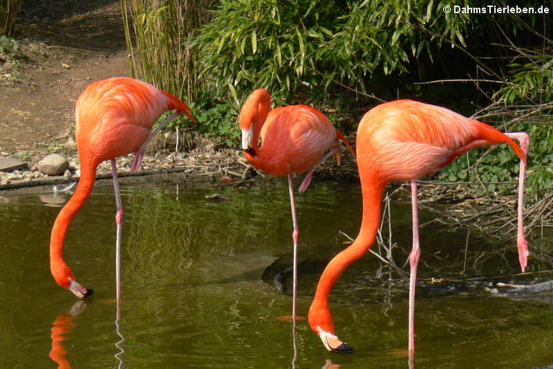 Kubaflamingos (Phoenicopterus ruber)