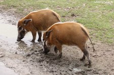 Pinselohrschweine (Potamochoerus porcus) im Zoo Osnabrück