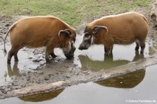 Pinselohrschweine (Potamochoerus porcus) im Zoo Osnabrück