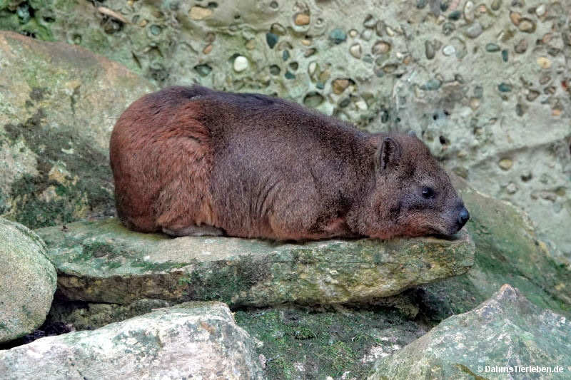 Procavia capensis-1