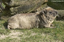 Klippschliefer (Procavia capensis) im Zoo Osnabrück