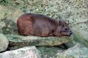 Procavia capensis