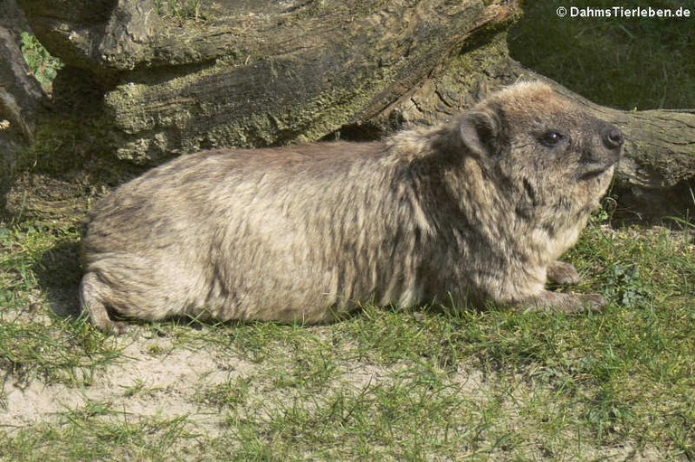 Procavia capensis
