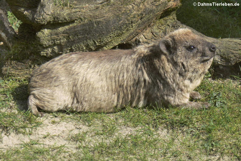 Procavia capensis