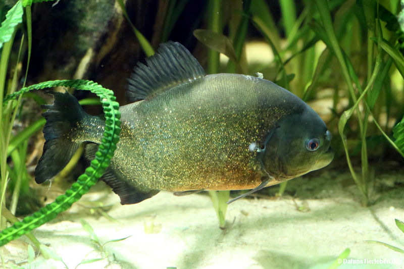 Pygocentrus nattereri