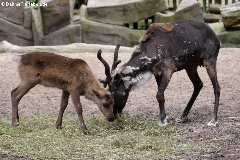 Hausrentiere (Rangifer tarandus f. domestica)