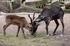 Hausrentiere (Rangifer tarandus f. domestica) im Zoo Osnabrück