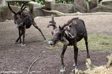 Hausrentiere (Rangifer tarandus f. domestica) im Zoo Osnabrück