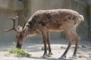 Rangifer tarandus f. domestica