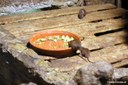 Rattus norvegicus