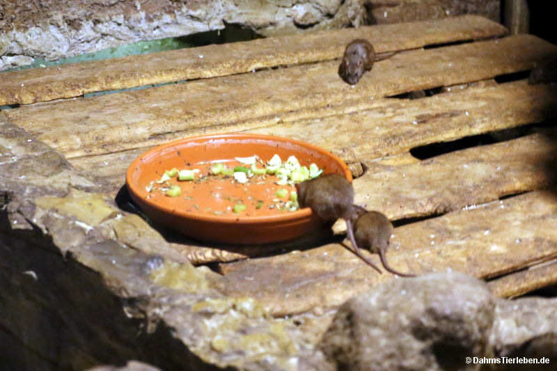 Rattus norvegicus
