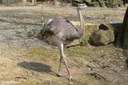 Rhea americana