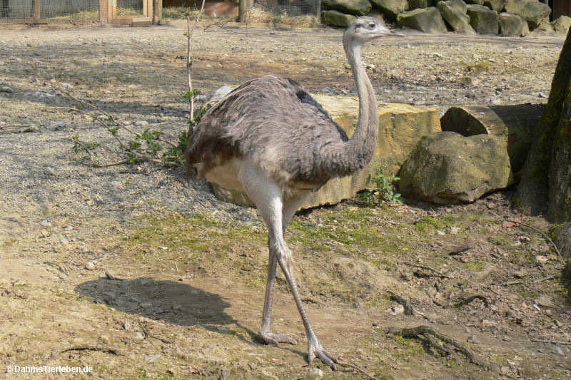 Rhea americana