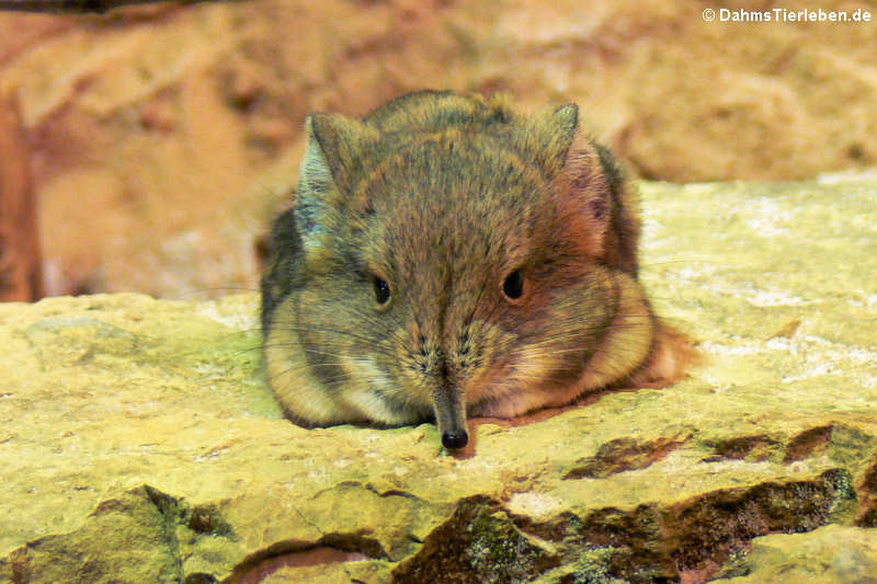 Macroscelidea (Rüsselspringer) — DahmsTierleben