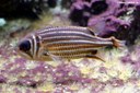 Sargocentron rubrum