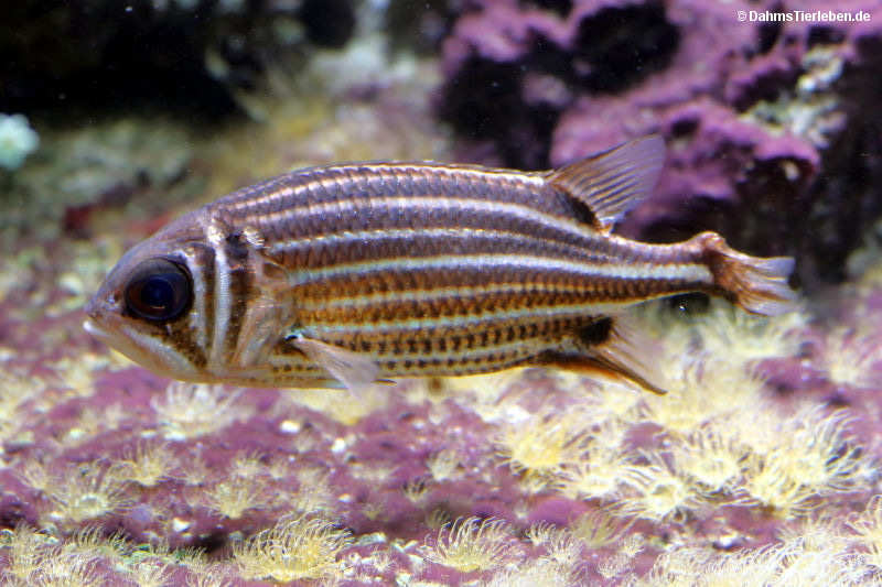 Sargocentron rubrum