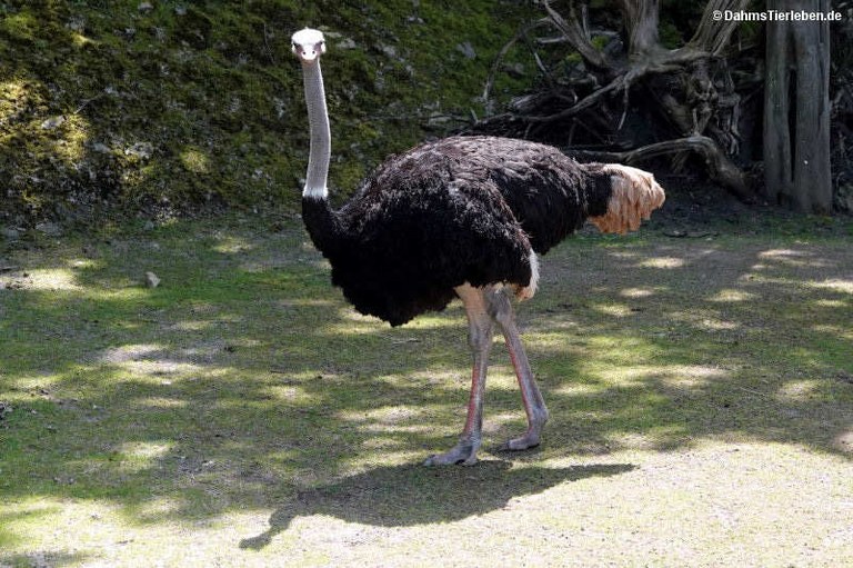 Struthio camelus australis