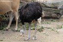 Struthio camelus australis