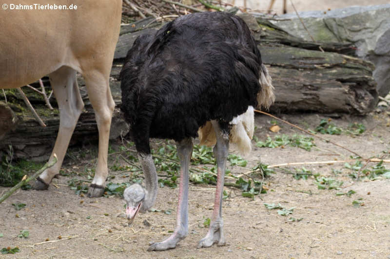 Südafrikanischer Blauhalsstrauß (Struthio camelus australis)