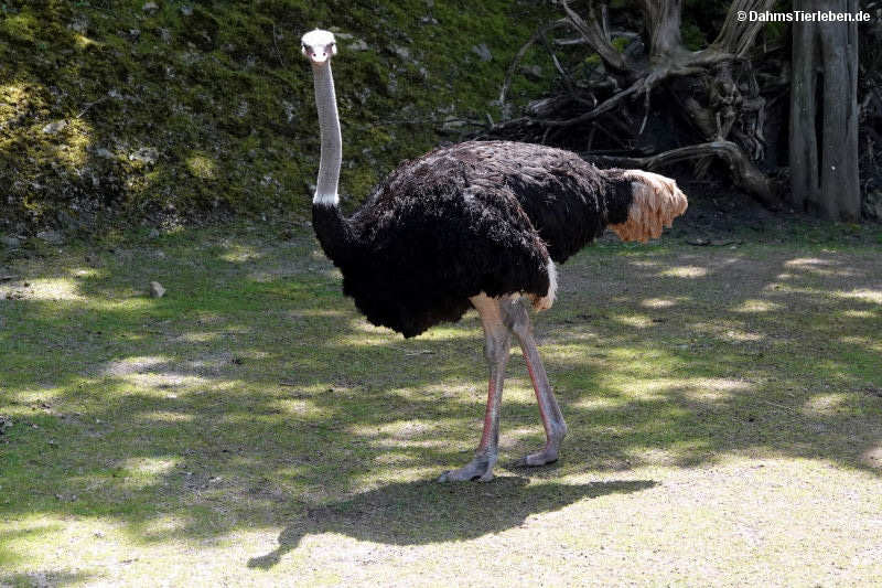 Struthio camelus australis