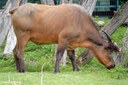 Syncerus caffer nanus