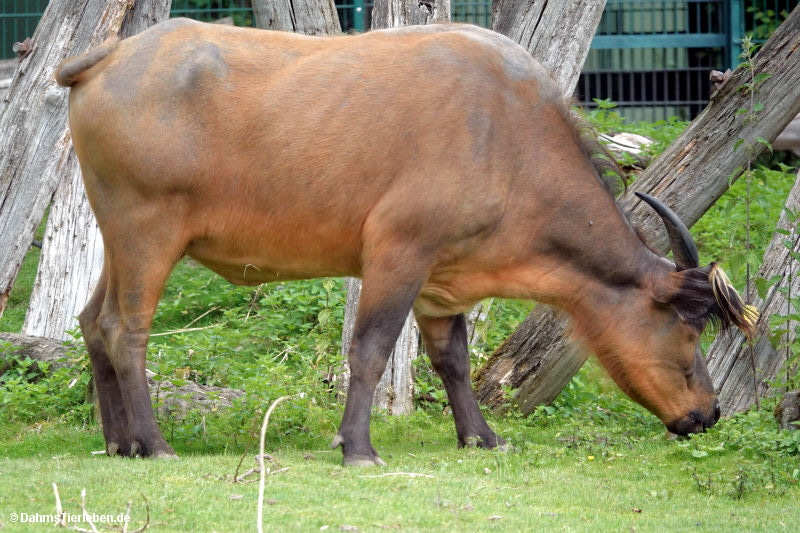 Syncerus caffer nanus