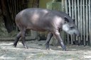 Tapirus terrestris