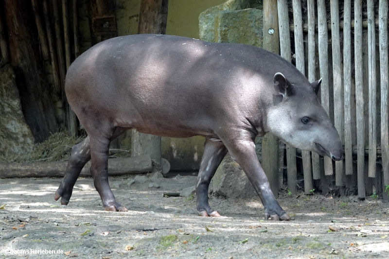 Tapirus terrestris
