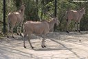 Tragelaphus oryx