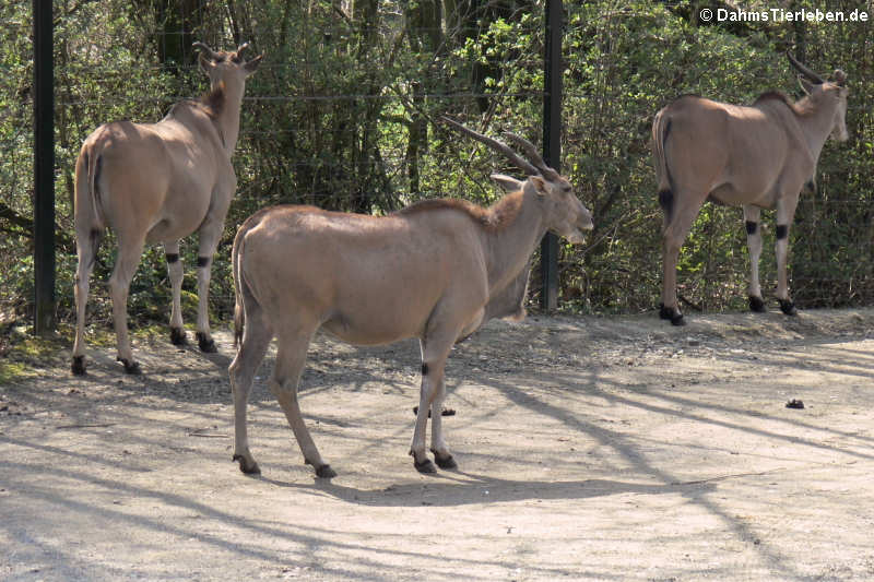 Elenantilopen (Tragelaphus oryx)
