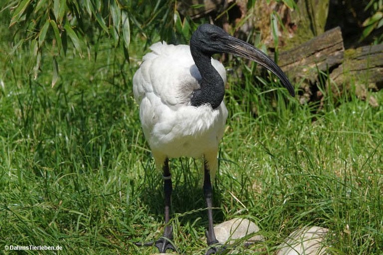 Threskiornis aethiopicus