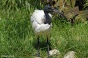 Threskiornis aethiopicus