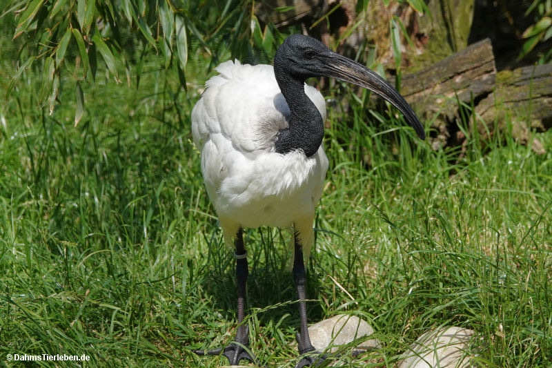 Threskiornis aethiopicus-2