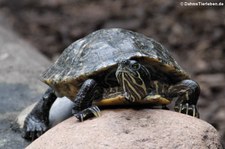 Gelbwangen-Schmuckschildkröte (Trachemys scripta scripta) im Zoo Osnabrück