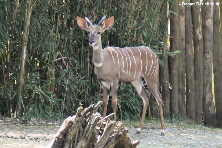 Tragelaphus imberbis