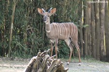 Südlicher Kleiner Kudu (Tragelaphus imberbis australis) im Zoo Osnabrück