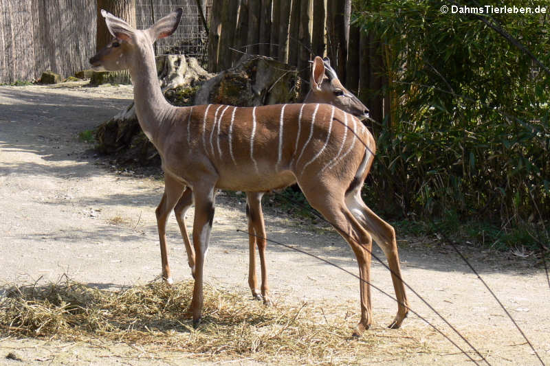 Südliche Kleine Kudus (Tragelaphus imberbis australis)